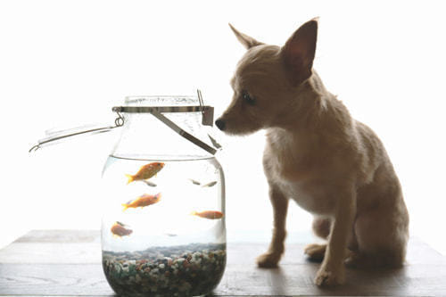 ホームページ、店舗、商品、プロフィール写真