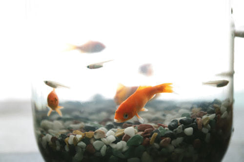 ホームページ、店舗、商品、プロフィール写真