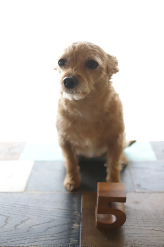 犬のバースデーフォト